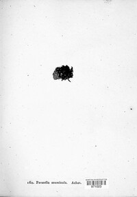 Polychidium muscicola image